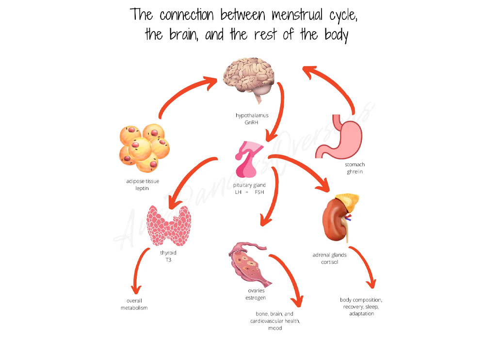 The importance of the menstrual cycle for health and performance | Insights | Isabella